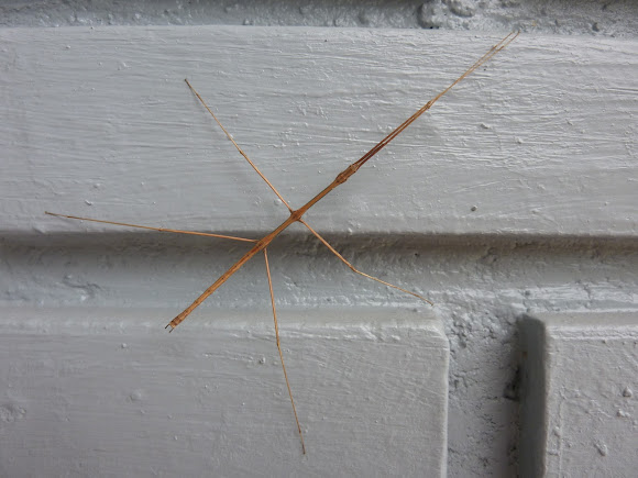 Spotting Image 1