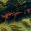 Hingebeak Shrimp