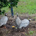 Guinea Fowl