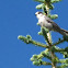 Grey Jay