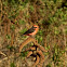 Vermilion flycatcher
