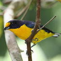 Violaceous Euphonia