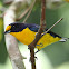 Violaceous Euphonia