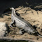 Gharial