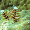 Christmas Tree Feather Worm