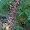 small berries