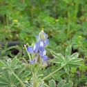Mediterranean lupin