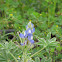 Mediterranean lupin
