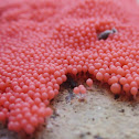 Arcyria ferruginea