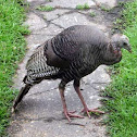 Eastern Wild Turkey