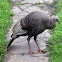 Eastern Wild Turkey