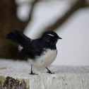 Willy Wagtail