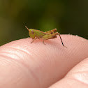 Immature Grasshopper