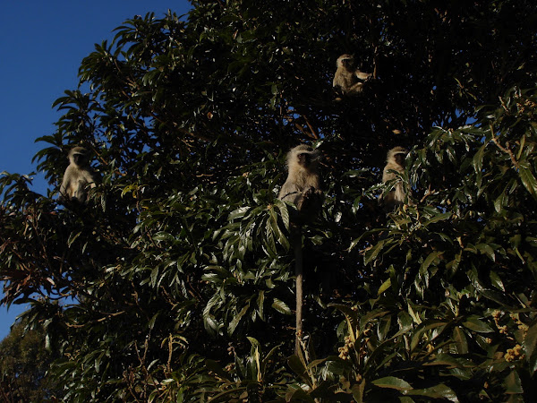 Vervet Monkey | Project Noah