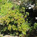 Jade Plant