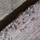 Red Imported Fire Ants