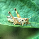 Grasshopper (Juvenile)