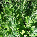 Sedum