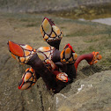 Goose Neck Barnacle