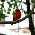 Vermilion flycatcher