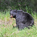 American Black Bear