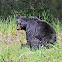 American Black Bear