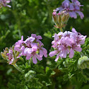 Unknown Geranium