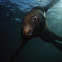 Steller Sea Lion