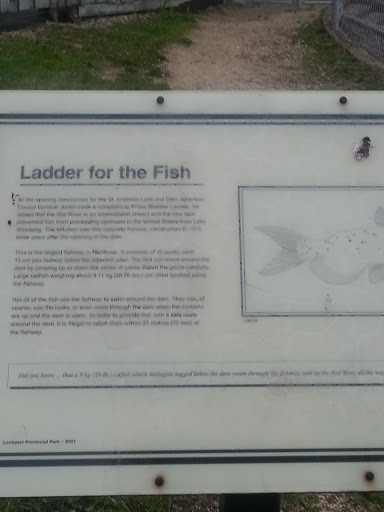 Ladder For Fish