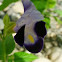 Torenia