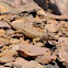 Ornate Tree Lizard
