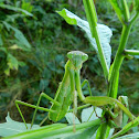 Mantis and Tree Frog
