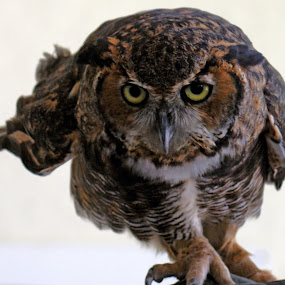by Sandra Cannon - Animals Birds