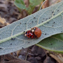 Ladybird