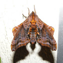 Small-eyed Sphinx Moth