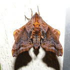 Small-eyed Sphinx Moth