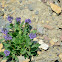 Lyall's Phacelia
