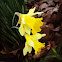 Daffodil