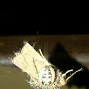 Furrow Spider