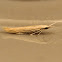 Coleophora casebearer moth