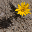 unknown yellow flower