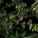 Derby's Woolly Opossum