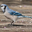Blue Jay
