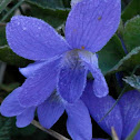 Wild Violet