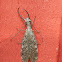 Dobsonfly