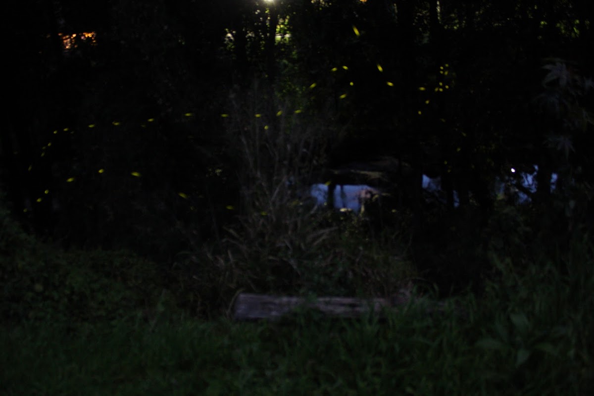 Firefly
