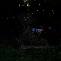 Firefly