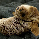 Galapagos Sea Lion