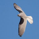 White-tailed Kite