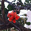 Flame of the forest